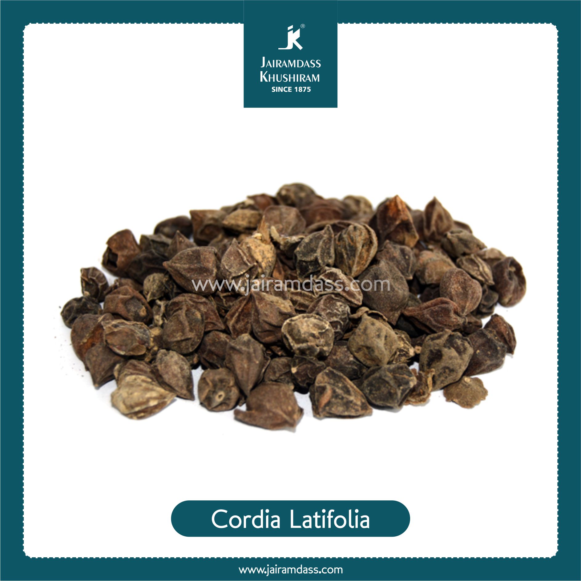 Cordia Lotifolia