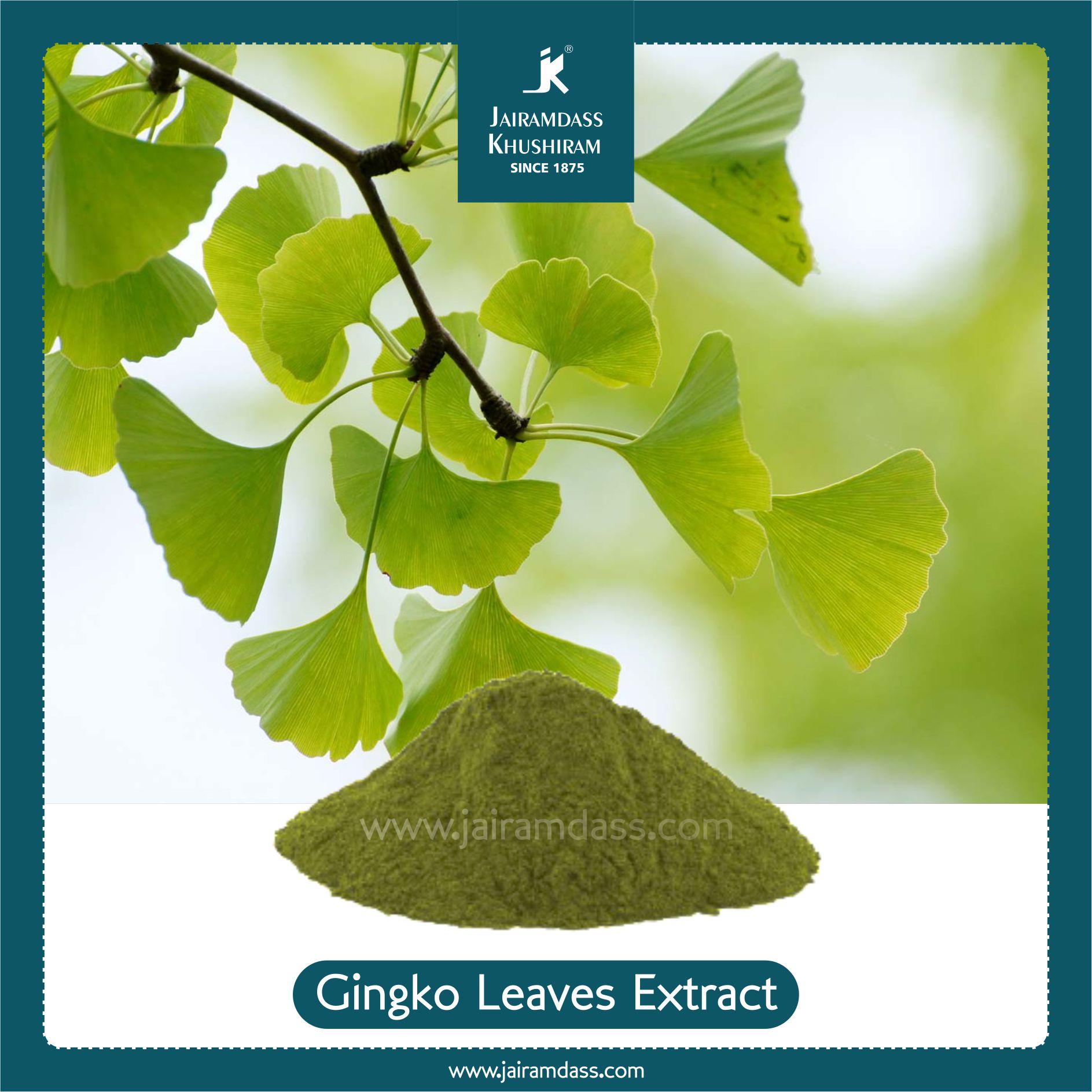 Ginkgo Leaves Extract