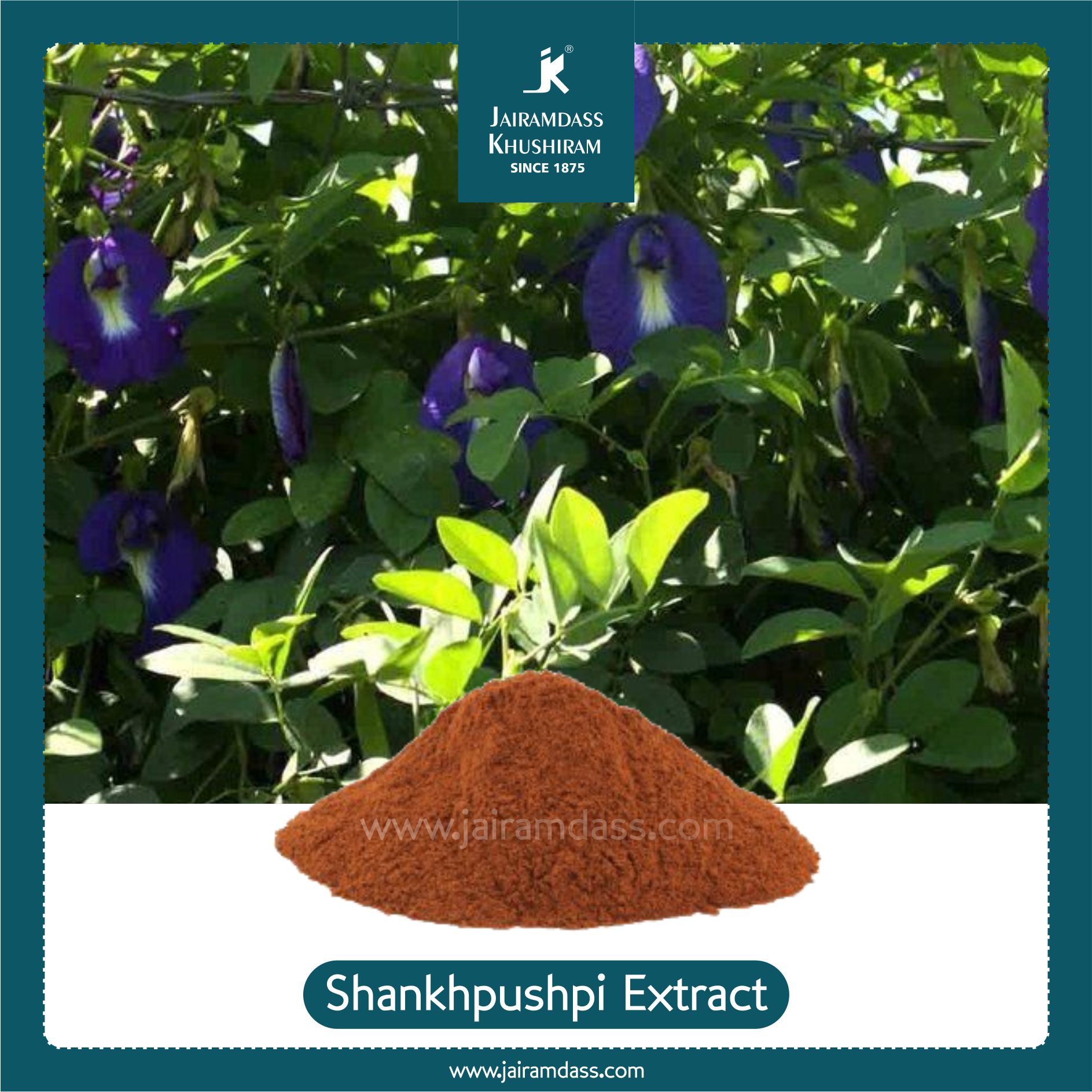 Convolvulus Pluricaulis Extract