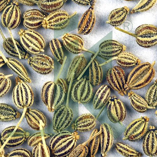 Ajwain Seeds Trachyspermum ammi Spices Jairamdass Khushiram