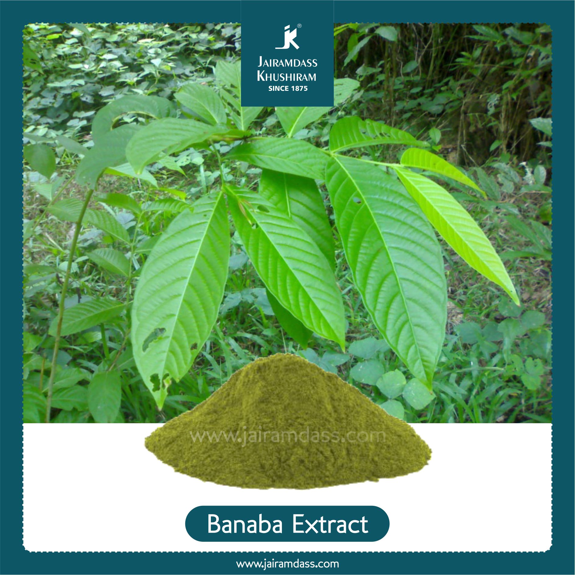 Lagerstroemia Speciosa (Banaba Leaves) Extract