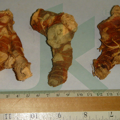 Galangal Root